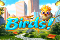 Birds!